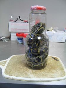Serpiente remitida entera enroscada en formol en un frasco de cuello estrecho