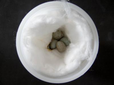 Huevos remitidos en algodón pero varios juntos en frasco demasiado grande, lo que causa fractura de cáscaras y salida/contaminación del contenido