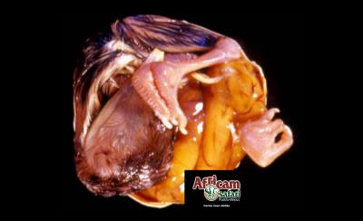 Malformación de saco vitelino con estrangulación pata derecha y malposición (cabeza girada a lado izquierdo), embrión E44